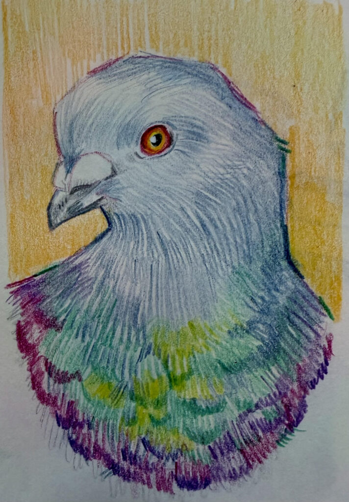 Colored pencil portrait of a pigeon with iridescent green, purple, and blue plumage against a warm golden background by Emily Mietus